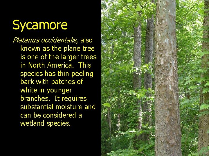 Sycamore Platanus occidentalis, also known as the plane tree is one of the larger