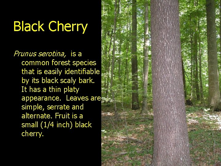 Black Cherry Prunus serotina, is a common forest species that is easily identifiable by