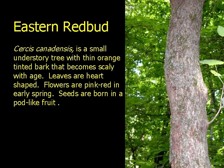 Eastern Redbud Cercis canadensis, is a small understory tree with thin orange tinted bark