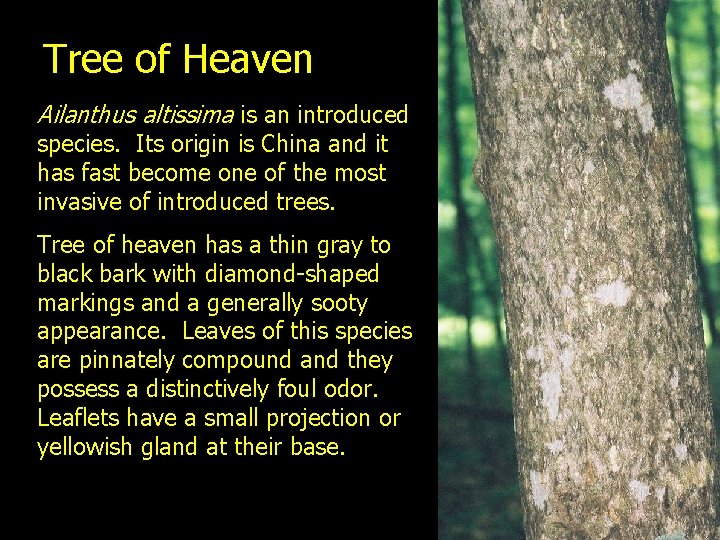 Tree of Heaven Ailanthus altissima is an introduced species. Its origin is China and