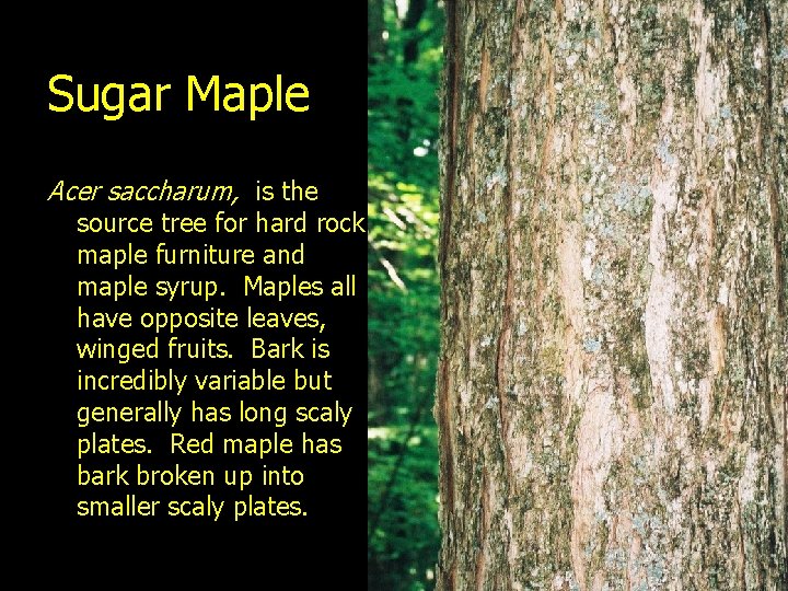 Sugar Maple Acer saccharum, is the source tree for hard rock maple furniture and