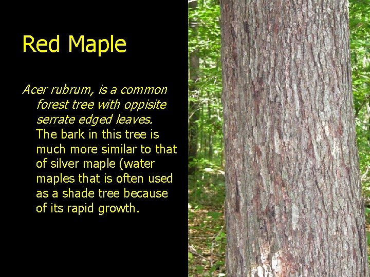 Red Maple Acer rubrum, is a common forest tree with oppisite serrate edged leaves.