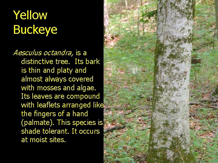 Yellow Buckeye Aesculus octandra, is a distinctive tree. Its bark is thin and platy
