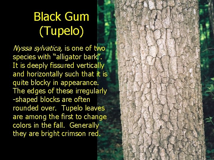 Black Gum (Tupelo) Nyssa sylvatica, is one of two species with “alligator bark”. It