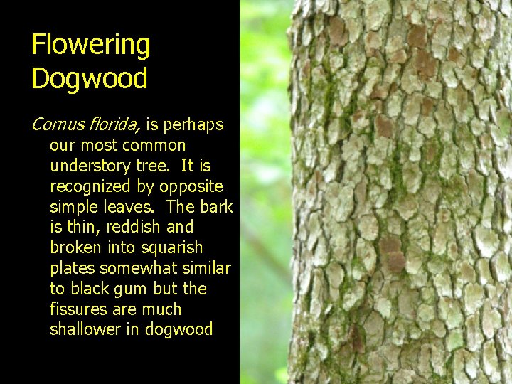 Flowering Dogwood Cornus florida, is perhaps our most common understory tree. It is recognized