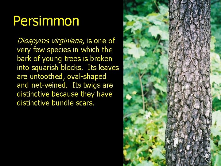 Persimmon Diospyros virginiana, is one of very few species in which the bark of