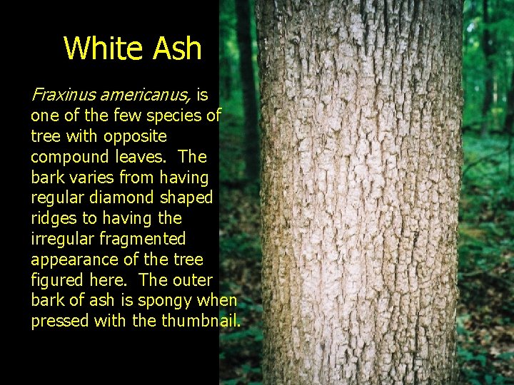 White Ash Fraxinus americanus, is one of the few species of tree with opposite