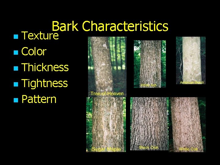 Bark Characteristics Texture n Color n Thickness n Tightness n Pattern n 