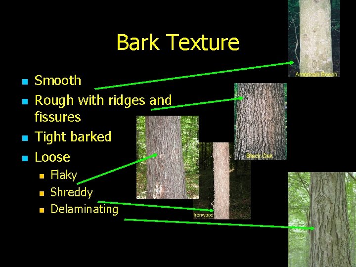 Bark Texture n n Smooth Rough with ridges and fissures Tight barked Loose n