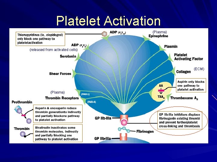 Platelet Activation (Plasma) (released from activated cells) (ECM) (Plasma) 