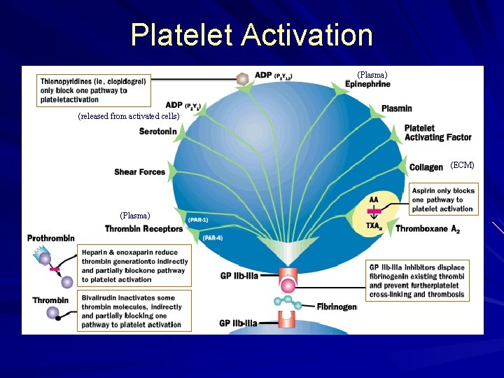 Platelet Activation (Plasma) (released from activated cells) (ECM) (Plasma) 