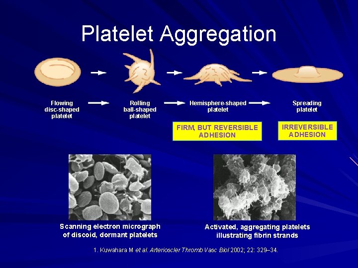 Platelet Aggregation Flowing disc-shaped platelet Rolling ball-shaped platelet Scanning electron micrograph of discoid, dormant