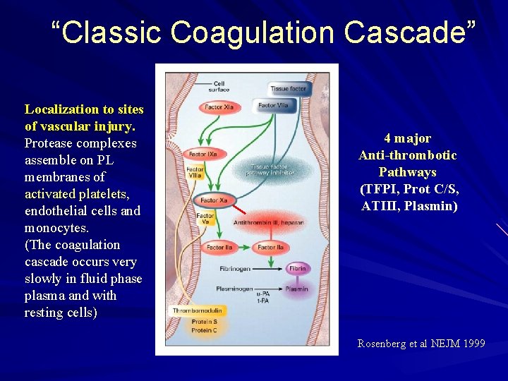 “Classic Coagulation Cascade” Localization to sites of vascular injury. Protease complexes assemble on PL