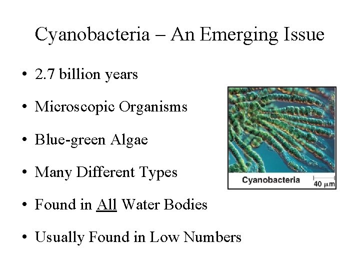 Cyanobacteria – An Emerging Issue • 2. 7 billion years • Microscopic Organisms •