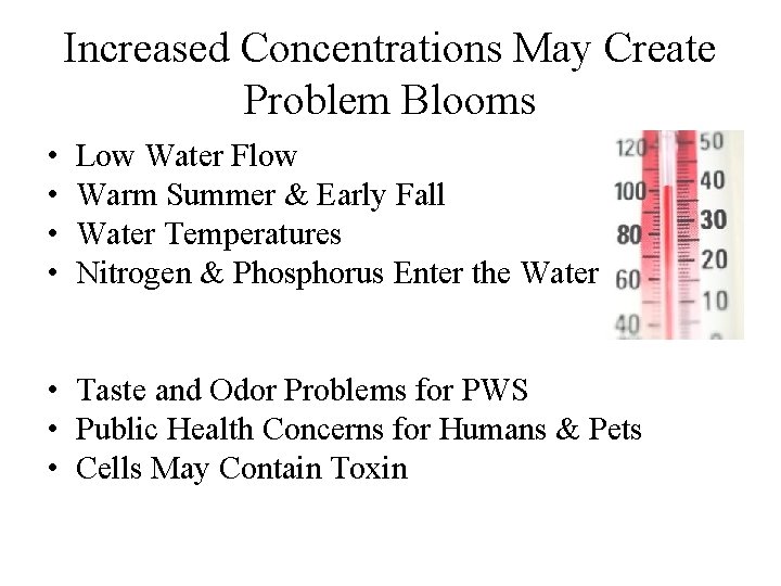 Increased Concentrations May Create Problem Blooms • • Low Water Flow Warm Summer &