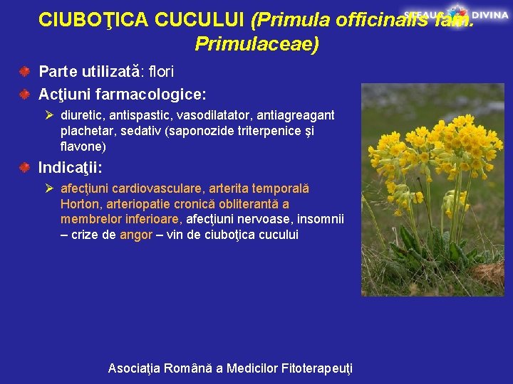 CIUBOŢICA CUCULUI (Primula officinalis fam. Primulaceae) Parte utilizată: flori Acţiuni farmacologice: Ø diuretic, antispastic,