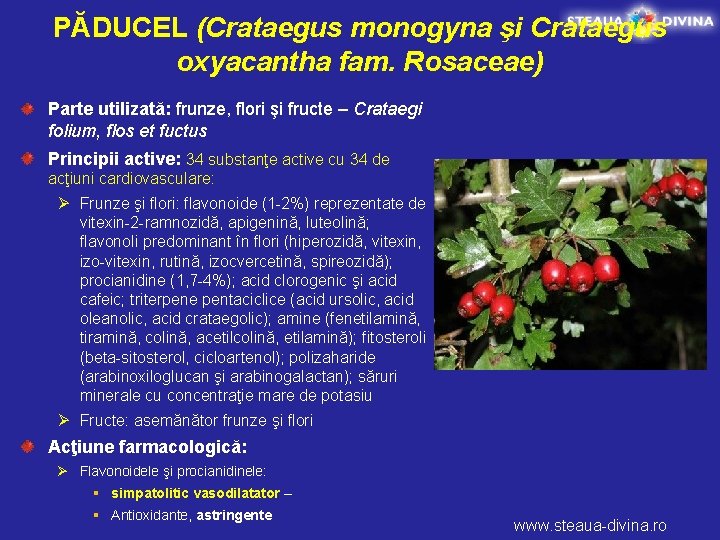 PĂDUCEL (Crataegus monogyna şi Crataegus oxyacantha fam. Rosaceae) Parte utilizată: frunze, flori şi fructe
