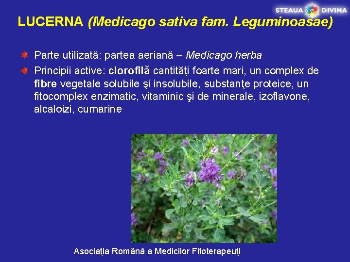 LUCERNA (Medicago sativa fam. Leguminoasae) Parte utilizată: partea aeriană – Medicago herba Principii active: