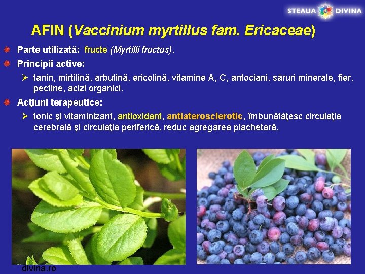 AFIN (Vaccinium myrtillus fam. Ericaceae) Parte utilizată: fructe (Myrtilli fructus). Principii active: Ø tanin,