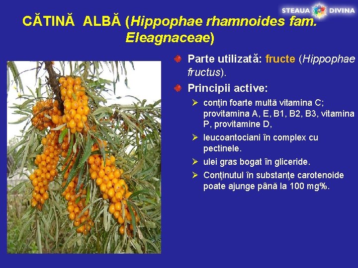 CĂTINĂ ALBĂ (Hippophae rhamnoides fam. Eleagnaceae) Parte utilizată: fructe (Hippophae fructus). Principii active: Ø