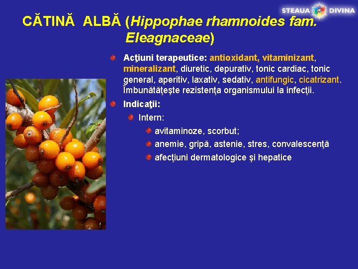 CĂTINĂ ALBĂ (Hippophae rhamnoides fam. Eleagnaceae) Acţiuni terapeutice: antioxidant, vitaminizant, mineralizant, diuretic, depurativ, tonic