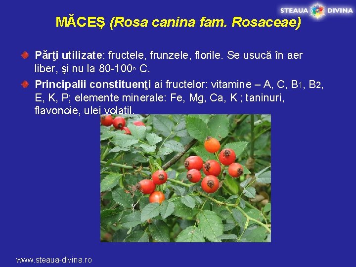 MĂCEŞ (Rosa canina fam. Rosaceae) Părţi utilizate: fructele, frunzele, florile. Se usucă în aer