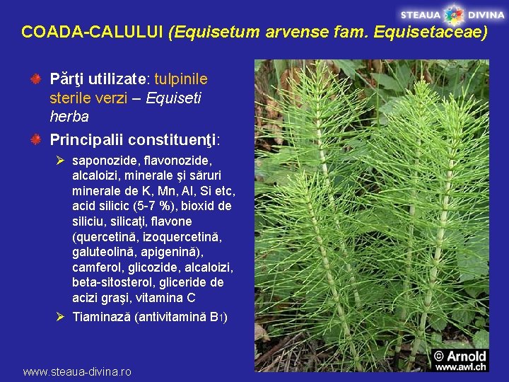 COADA-CALULUI (Equisetum arvense fam. Equisetaceae) Părţi utilizate: tulpinile sterile verzi – Equiseti herba Principalii