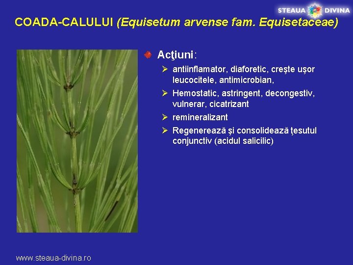 COADA-CALULUI (Equisetum arvense fam. Equisetaceae) Acţiuni: Ø antiinflamator, diaforetic, creşte uşor leucocitele, antimicrobian, Ø