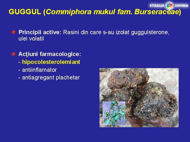 GUGGUL (Commiphora mukul fam. Burseraceae) Principii active: Rasini din care s-au izolat guggulsterone, ulei