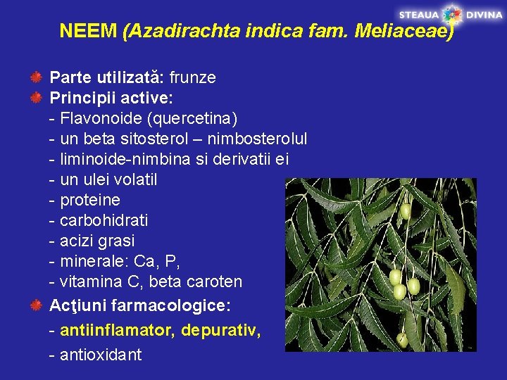 NEEM (Azadirachta indica fam. Meliaceae) Parte utilizată: frunze Principii active: - Flavonoide (quercetina) -