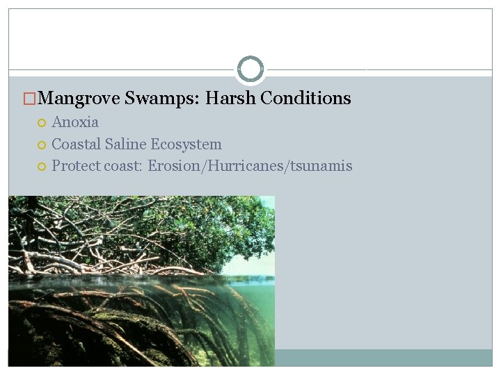 �Mangrove Swamps: Harsh Conditions Anoxia Coastal Saline Ecosystem Protect coast: Erosion/Hurricanes/tsunamis 