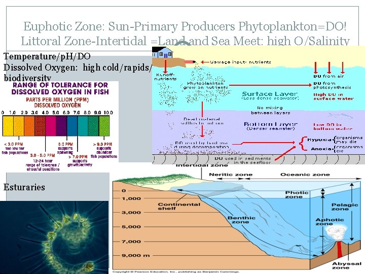 Euphotic Zone: Sun-Primary Producers Phytoplankton=DO! Littoral Zone-Intertidal =Land Sea Meet: high O/Salinity Temperature/p. H/DO