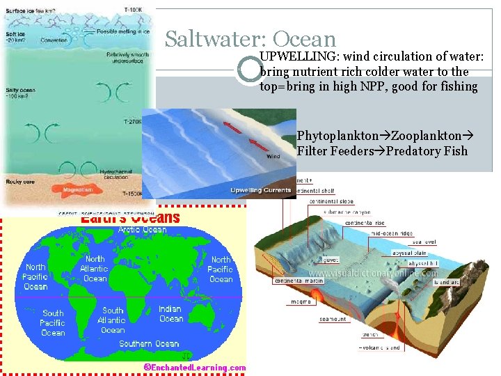 Saltwater: Ocean UPWELLING: wind circulation of water: bring nutrient rich colder water to the