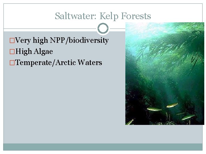 Saltwater: Kelp Forests �Very high NPP/biodiversity �High Algae �Temperate/Arctic Waters 