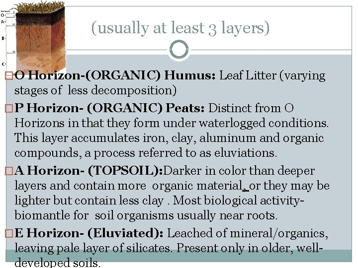 (usually at least 3 layers) �O Horizon-(ORGANIC) Humus: Leaf Litter (varying stages of less