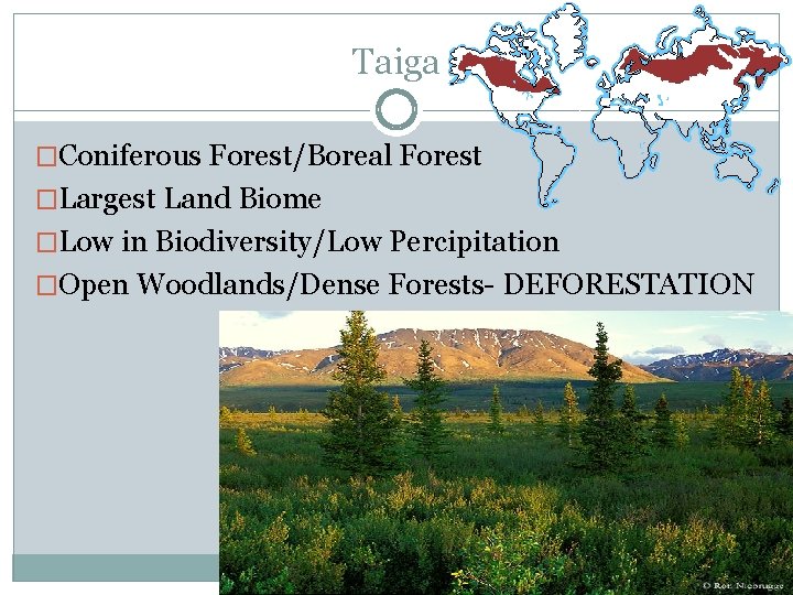 Taiga �Coniferous Forest/Boreal Forest �Largest Land Biome �Low in Biodiversity/Low Percipitation �Open Woodlands/Dense Forests-