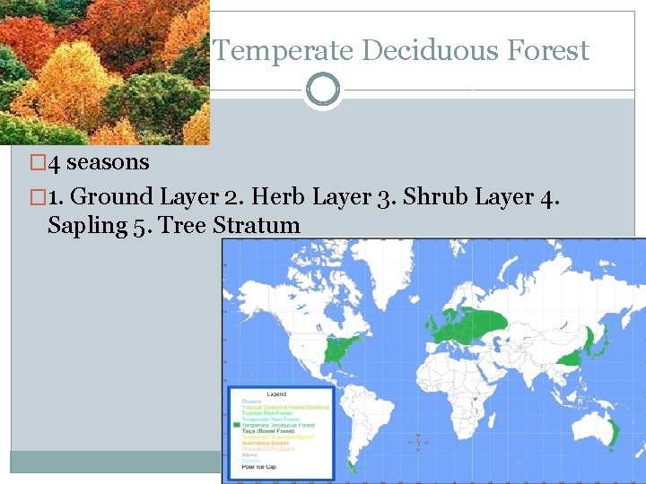 Temperate Deciduous Forest � 4 seasons � 1. Ground Layer 2. Herb Layer 3.