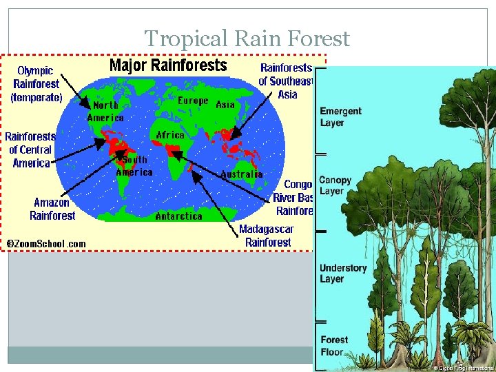 Tropical Rain Forest 