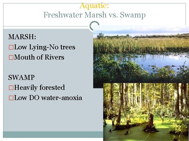 Aquatic: Freshwater Marsh vs. Swamp MARSH: �Low Lying-No trees �Mouth of Rivers SWAMP �Heavily