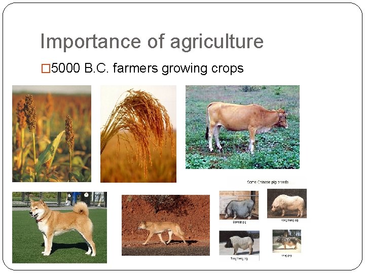 Importance of agriculture � 5000 B. C. farmers growing crops 