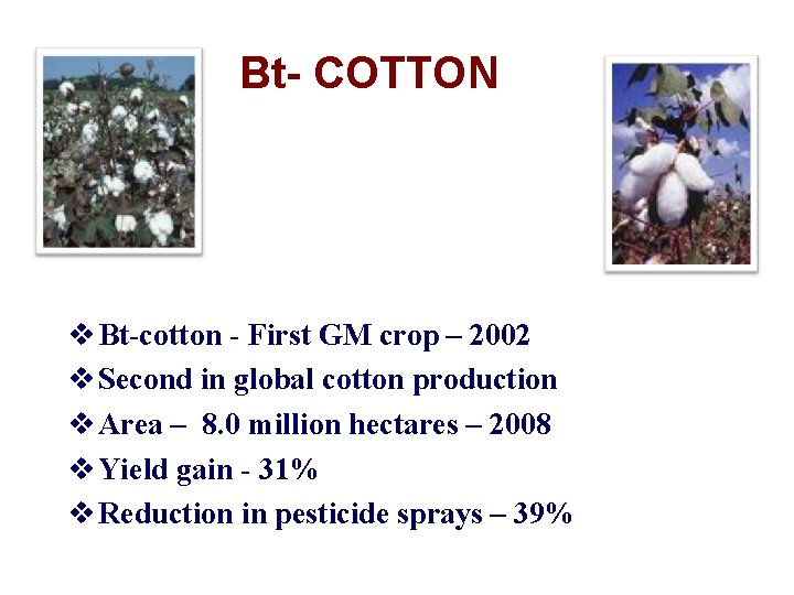 Bt- COTTON Bt-cotton - First GM crop – 2002 Second in global cotton production