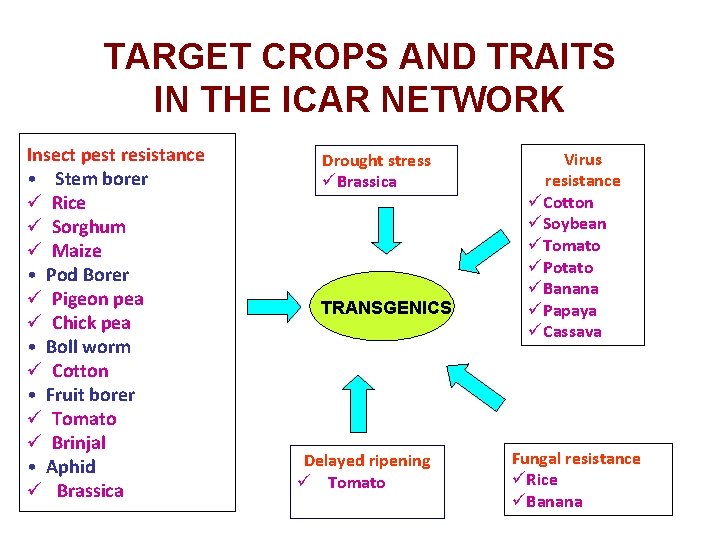 TARGET CROPS AND TRAITS IN THE ICAR NETWORK Insect pest resistance • Stem borer
