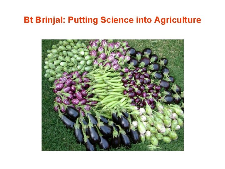 Bt Brinjal: Putting Science into Agriculture 