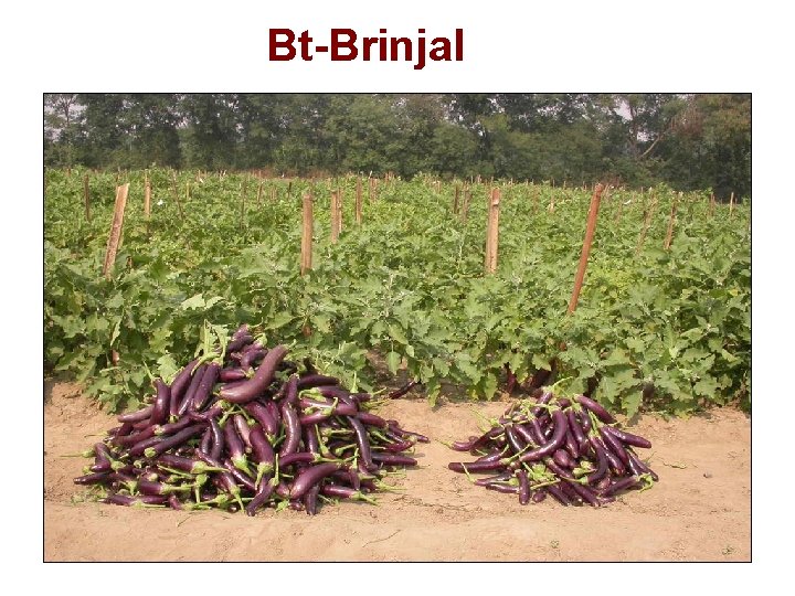 Bt-Brinjal 