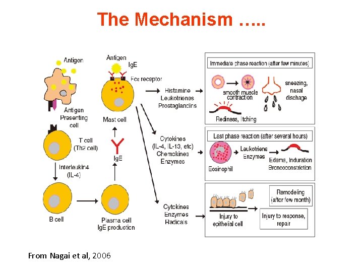 The Mechanism …. . From Nagai et al, 2006 