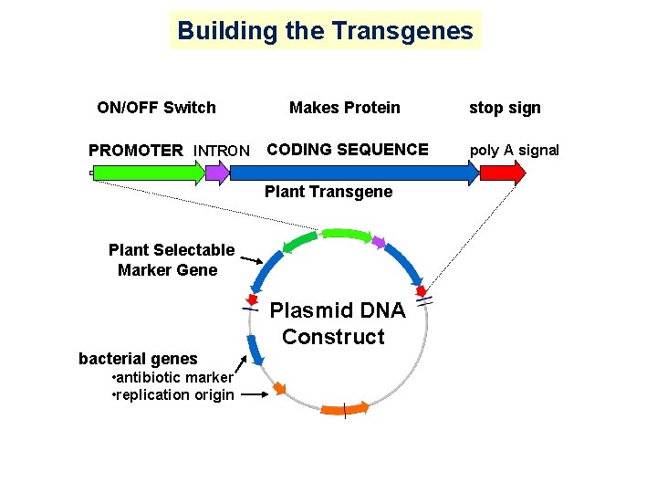 Building the Transgenes ON/OFF Switch PROMOTER INTRON Makes Protein CODING SEQUENCE Plant Transgene Plant