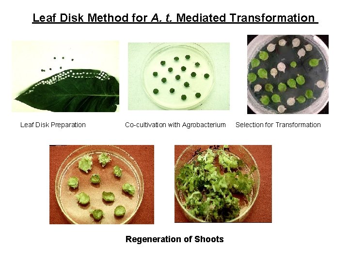 Leaf Disk Method for A. t. Mediated Transformation Leaf Disk Preparation Co-cultivation with Agrobacterium