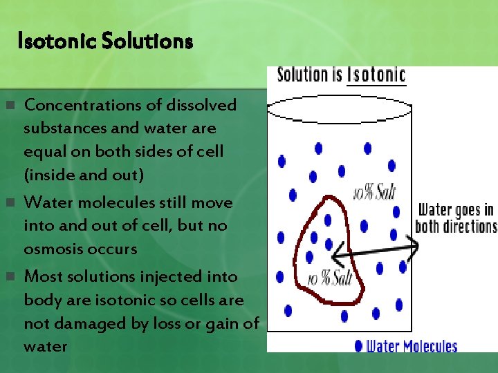 Isotonic Solutions n n n Concentrations of dissolved substances and water are equal on