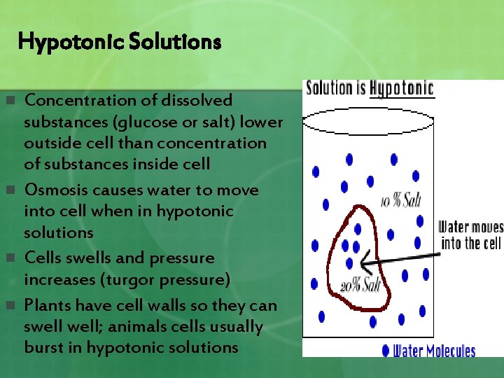 Hypotonic Solutions n n Concentration of dissolved substances (glucose or salt) lower outside cell