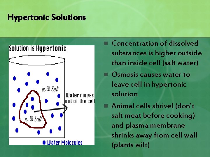 Hypertonic Solutions n n n Concentration of dissolved substances is higher outside than inside